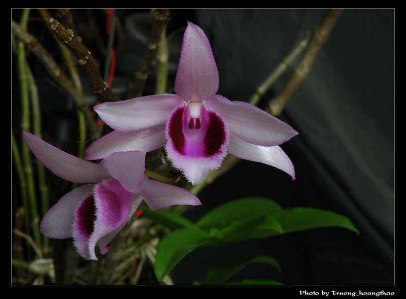 Song hồng Dendrobium parishii