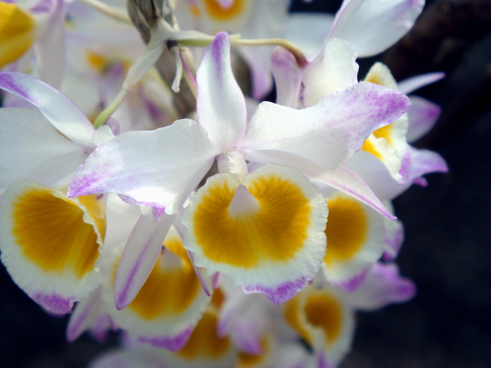 Ý thảo - Dendrobium gratiosissimum