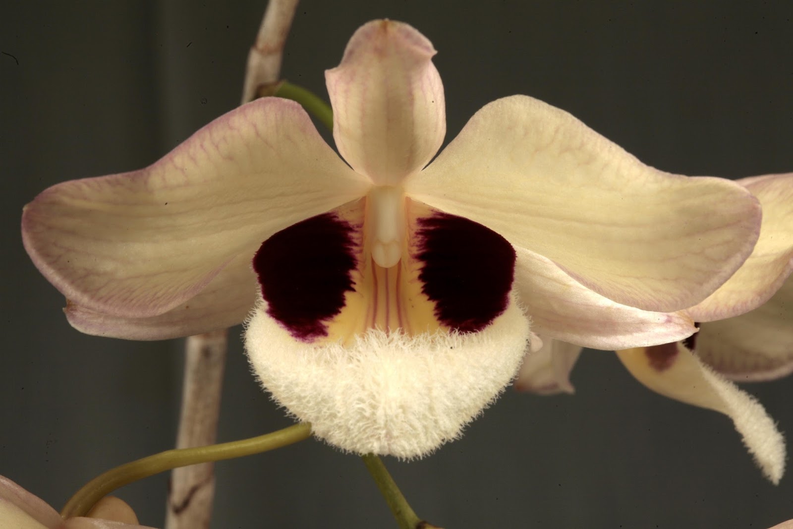 Hoàng thảo môi đỏ - Dendrobium Pulchellum