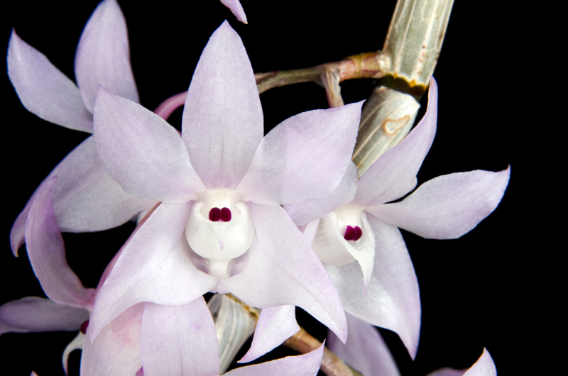 Hoàng thảo thập hoa - Dendrobium aduncum