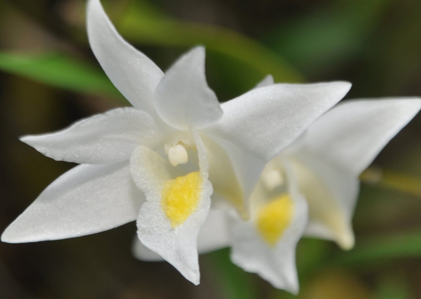 Dendrobium crumenatum
