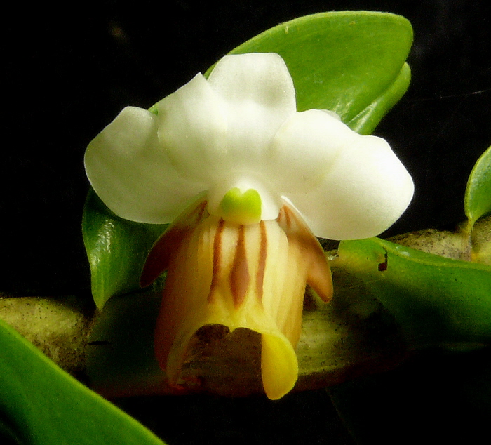 Dendrobium ellipsophyllum