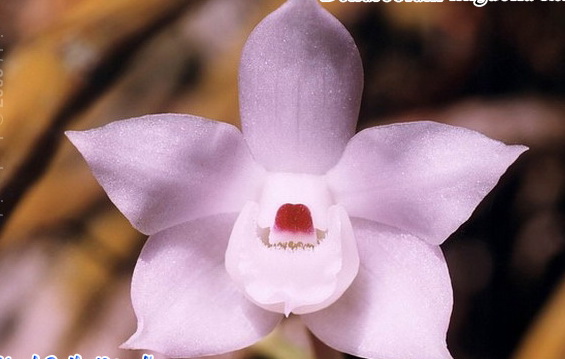 Hương vani Dendrobium linguella