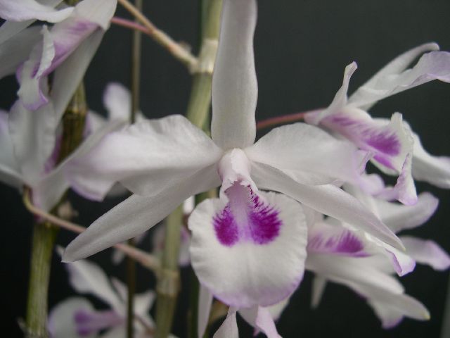Dendrobium transparens