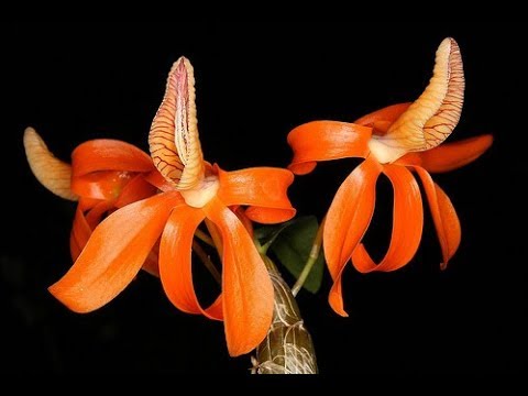 Dendrobium unicum