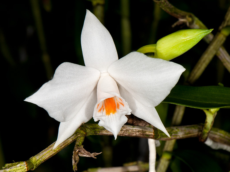 Hoàng thảo bạch nhạn - Dendrobiumn wattii