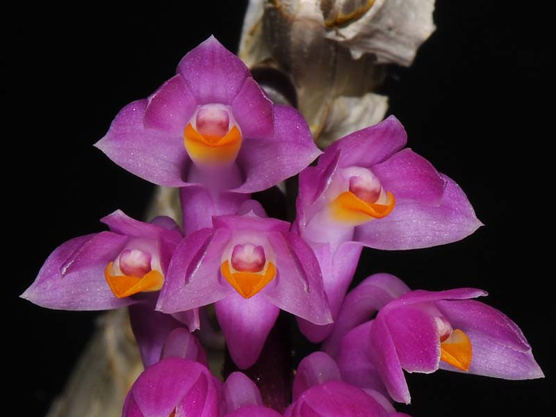 Hoàng thảo Báo hỷ