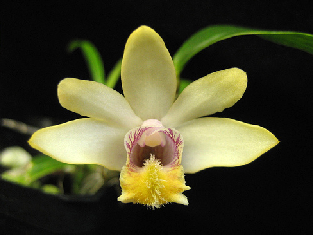 Hoàng thảo đơn côi - Dendrobium chittimae