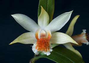 Hoàng Thảo Hắc Mao - Dendrobium williamsonii