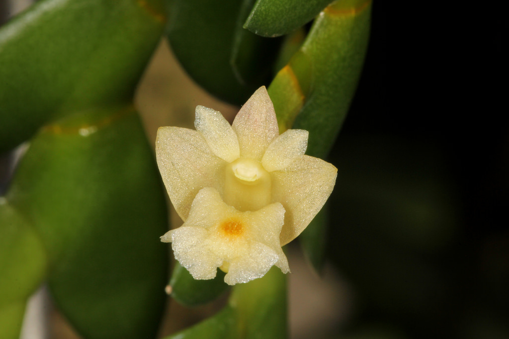 Hoàng thảo hai thùy - Dendrobium bilobulatum