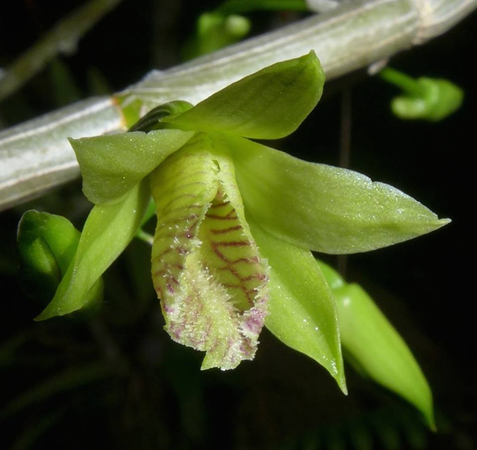 Hoàng thảo hoa xanh - Dendrobium stuartii