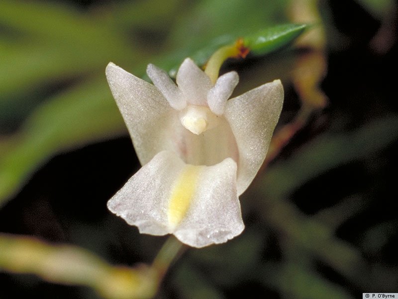 Hoàng thảo nanh sấu - Dendrobium terminale