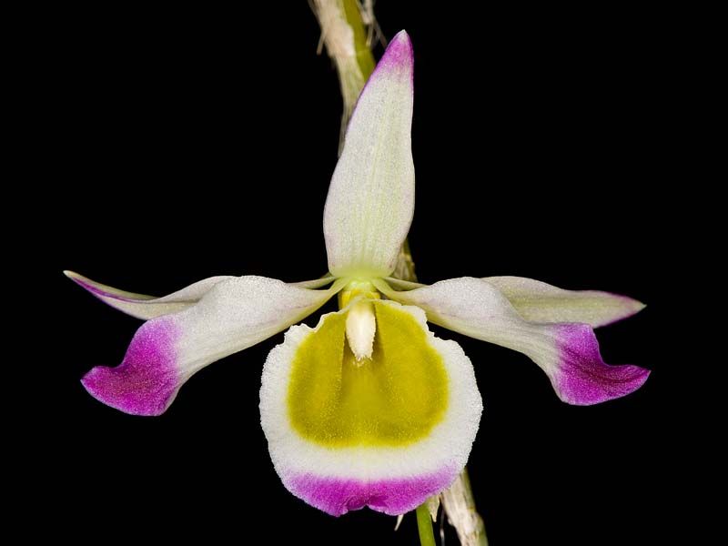 Hoàng thảo ngọc thạch