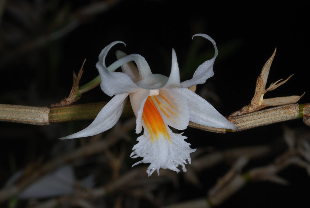 Dendrobium longicornu
