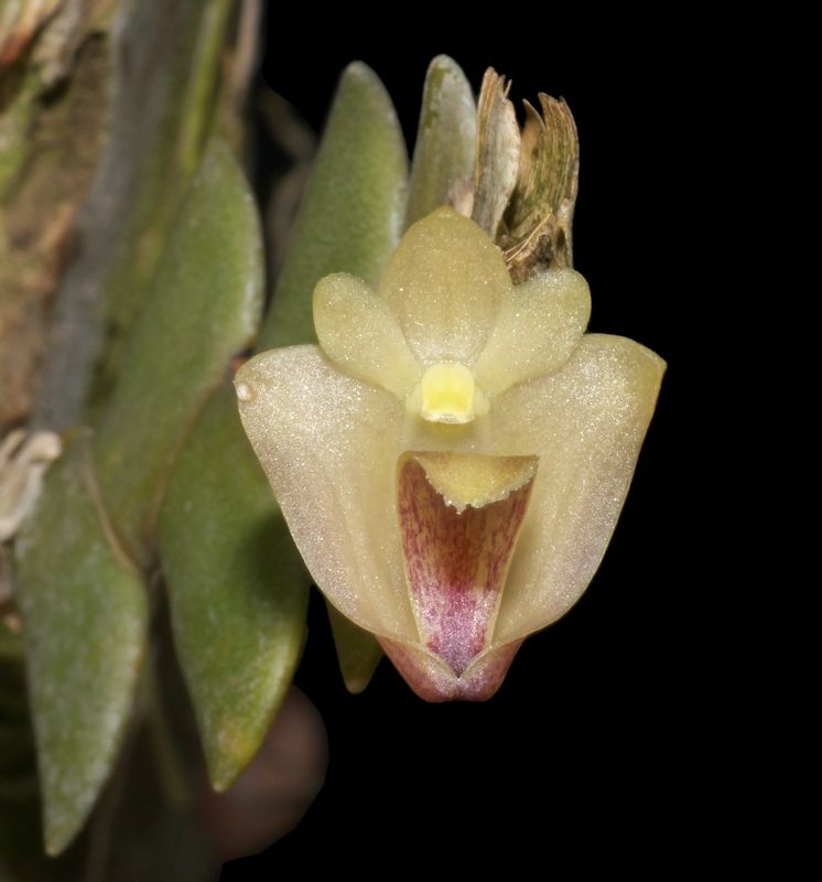 Hoàng thảo tai hổ - Dendrobium leonis