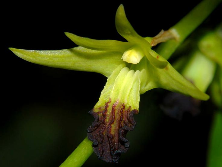 Hoàng thảo thõng - Dendrobium hemimelanoglossum