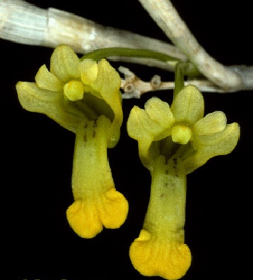 Hoàng thảo tiểu thạch - Dendrobium parcum