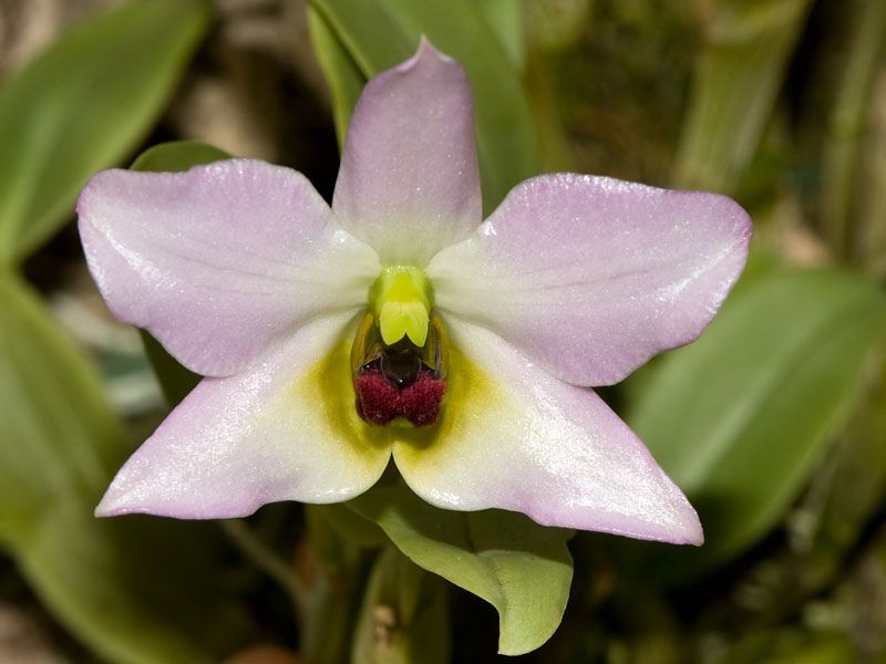 Hoàng thảo trần tuấn