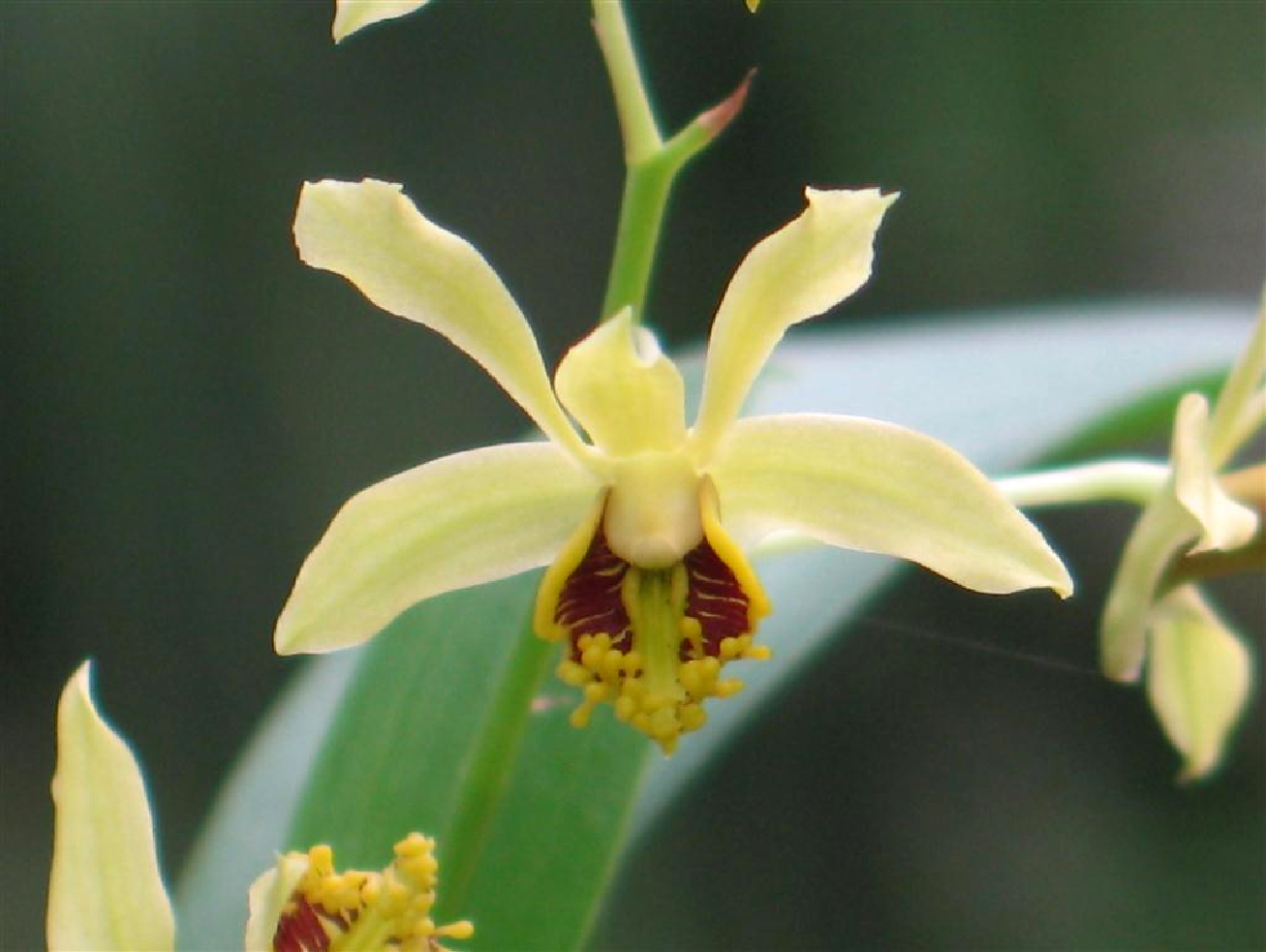 Hoàng thảo Trường sơn thân dài - Dendrobium delacourii Guill