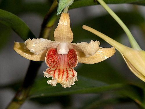 Hoàng thảo vạch đỏ - Dendrobium ochraceum