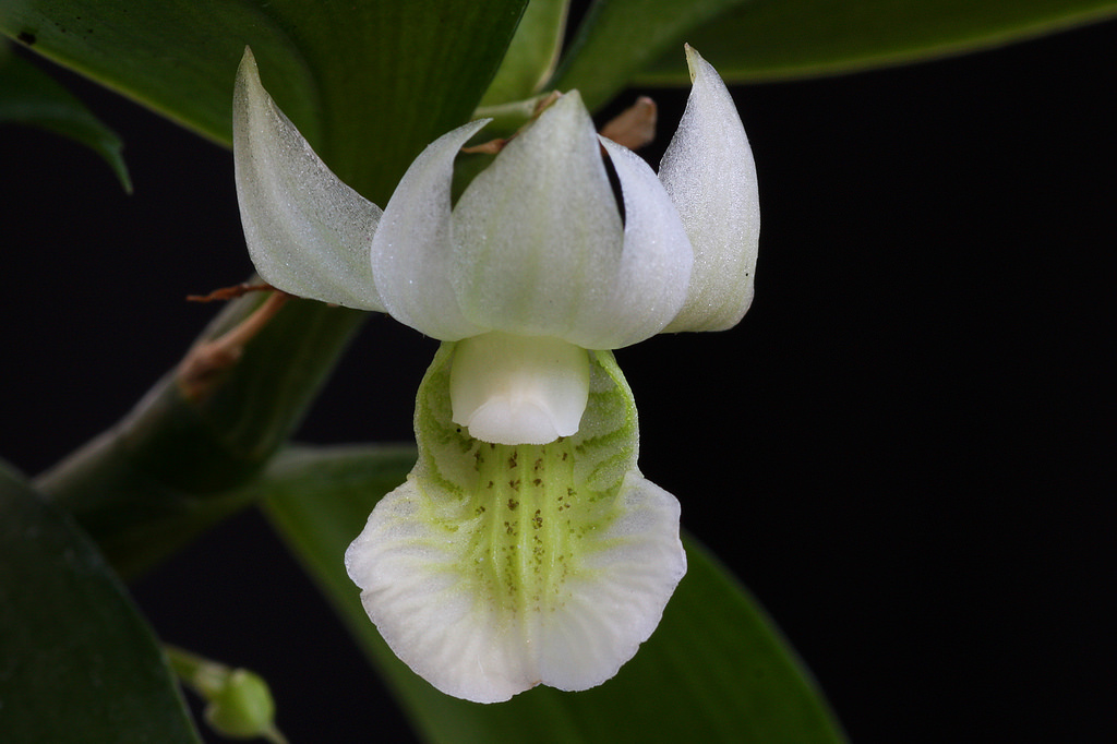 Hoàng thảo xanh Dendrobium oligophyllum