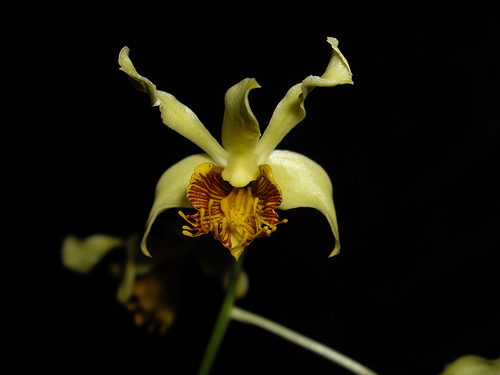 Hoàng thảo Yểu điệu - Dendrobium venustum