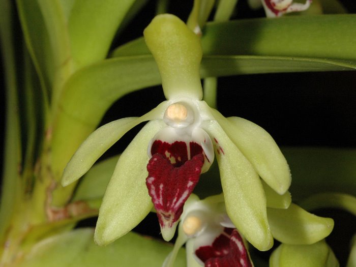 Lan vân đa tim - Vanda alpina