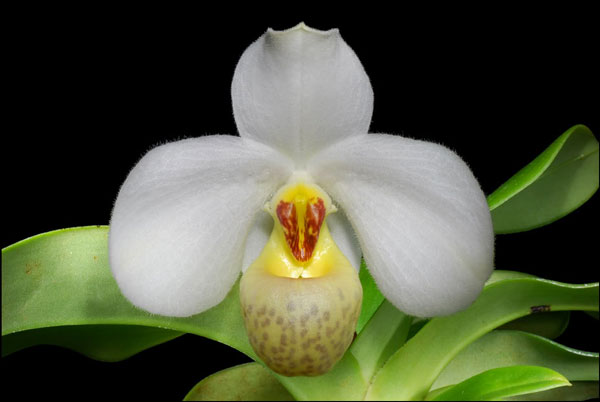 Lan hài hương duyên - Paphiopedilum emersonii