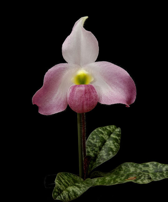 Lan hài Việt Nam - Paphiopedilum Vietnamense