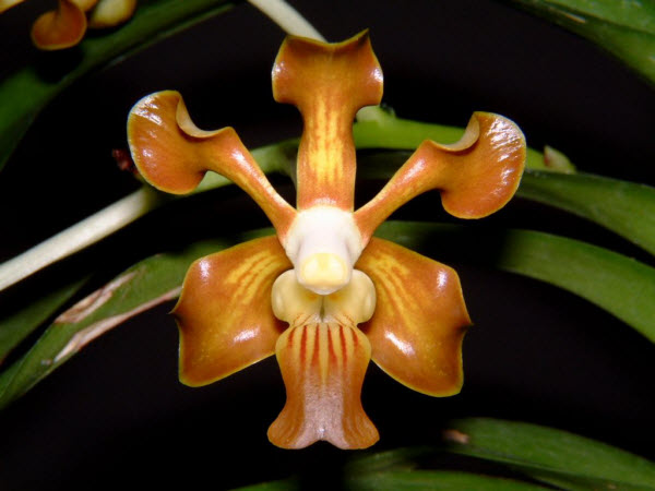 Lan Vanda bắc - Vanda concolor