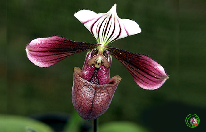 Lan hài tía - Paphiopedilum purpuratum