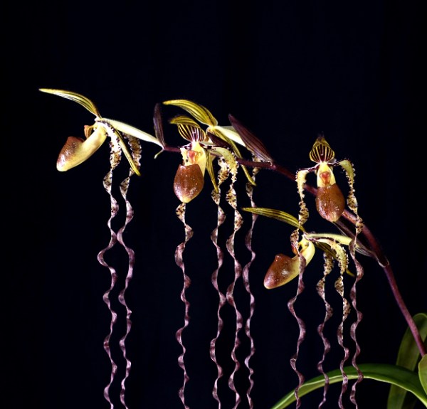 Hài ông cụ - Paphiopedilum Sanderianum