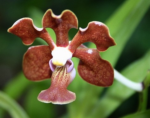 Lan vân đa bi đúp - Vanda bidupensis