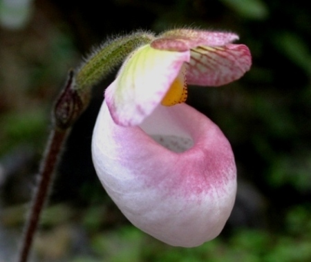 Hài mốc hồng - Paphiopedilum Micranthum