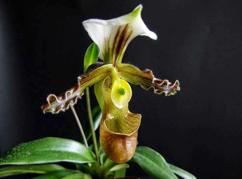 Lan hài Trần Liên - Paphiopedilum Tranlienianum