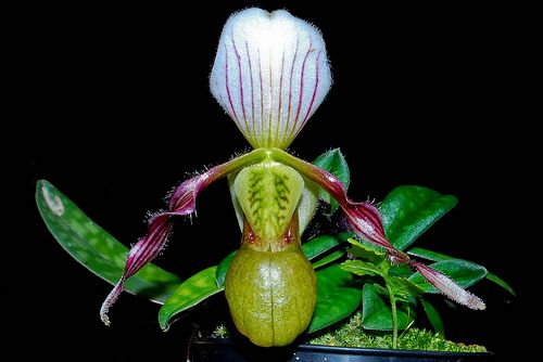 Hài xuân cảnh - Paphiopedilum Canhii