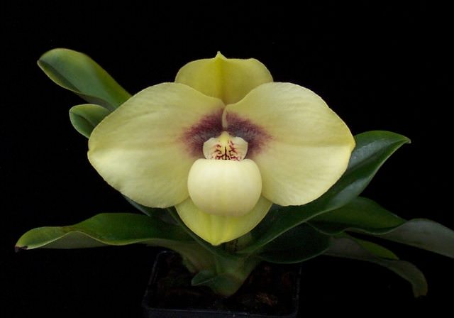 Lan Hài Hằng - Paphiopedilum hangianum
