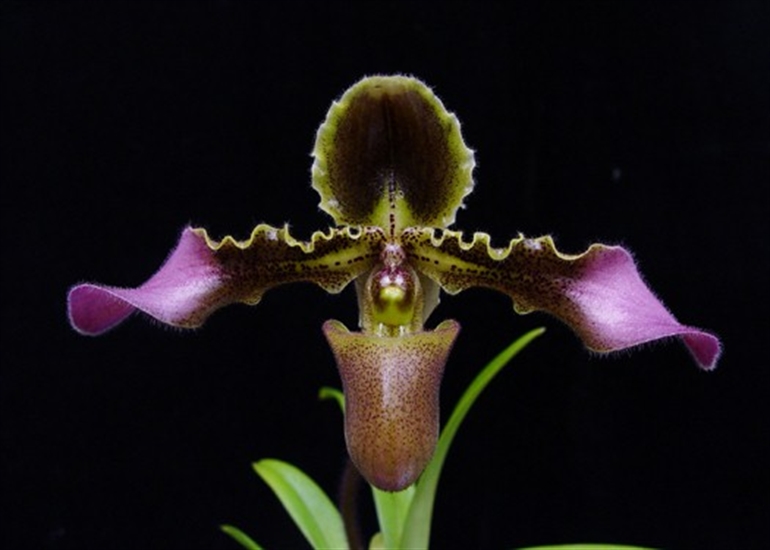 Lan Hài lông - Paphiopedilum hirsutissimum