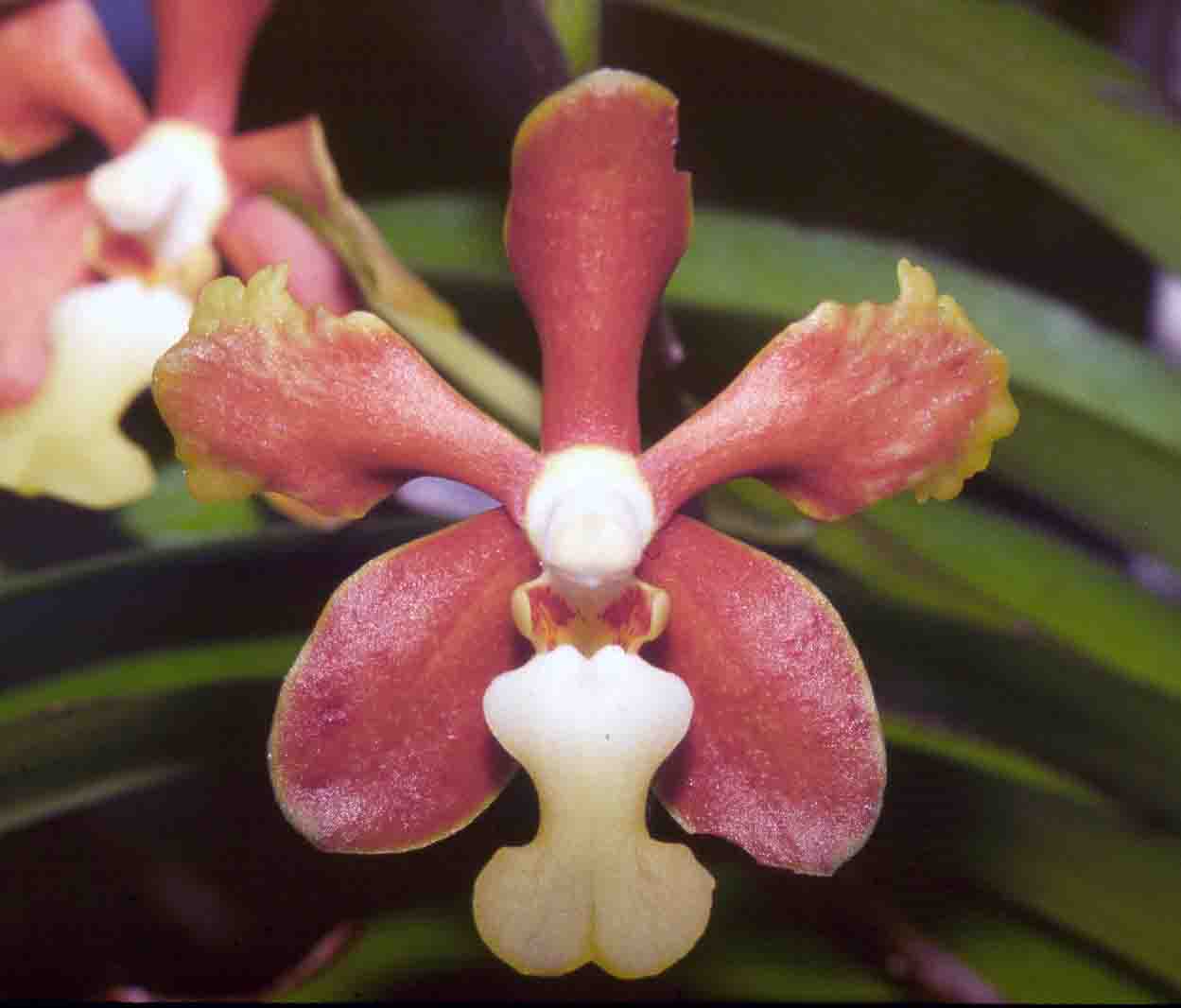 Lan Vân Đa Chanh - Vanda fuscoviridis