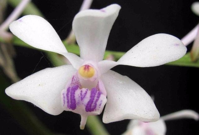 Lan vanda tím - Vanda lilacina