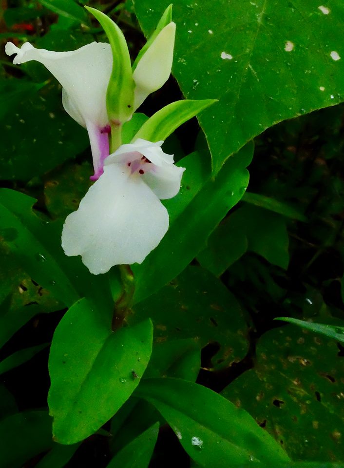 Lan Đoản Móng - Brachycorythis