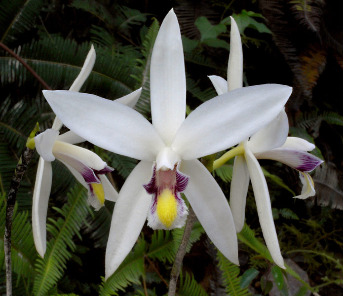 Bromheadia - Lan đầm lầy