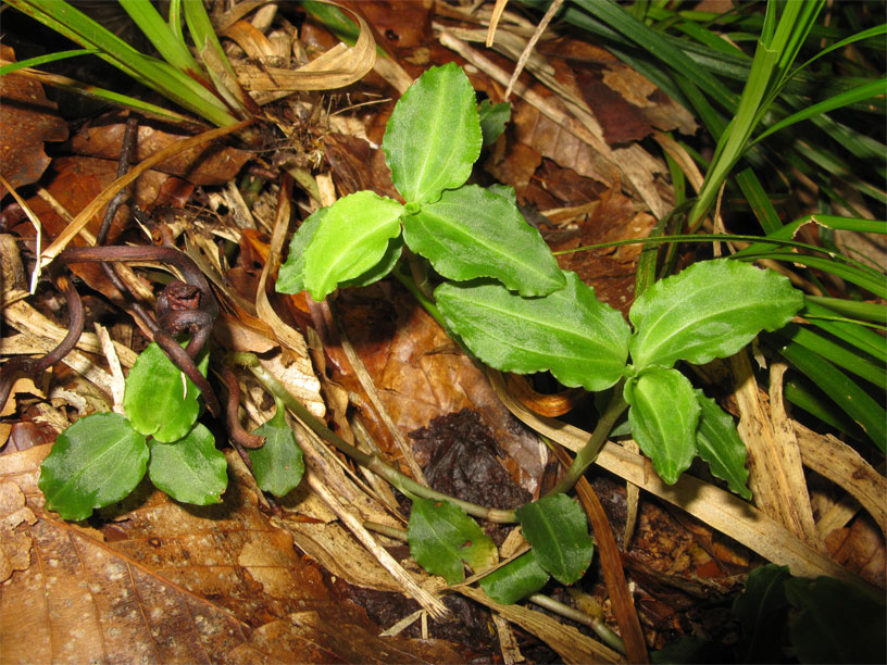 Lan Kim tuyến không cựa - Anoectochilus acalcaratus