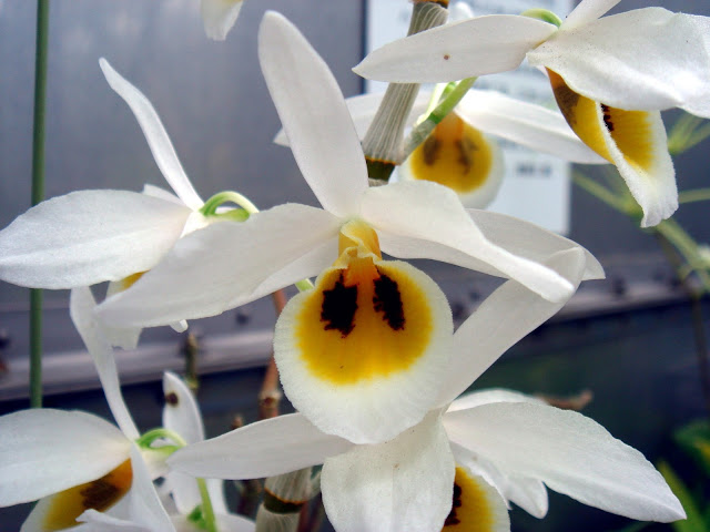 Dendrobium bensoniae - Hoàng thảo Benson