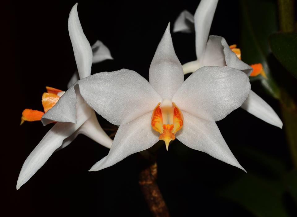 Hoàng thảo Đắk Lắk - Dendrobium daklakense