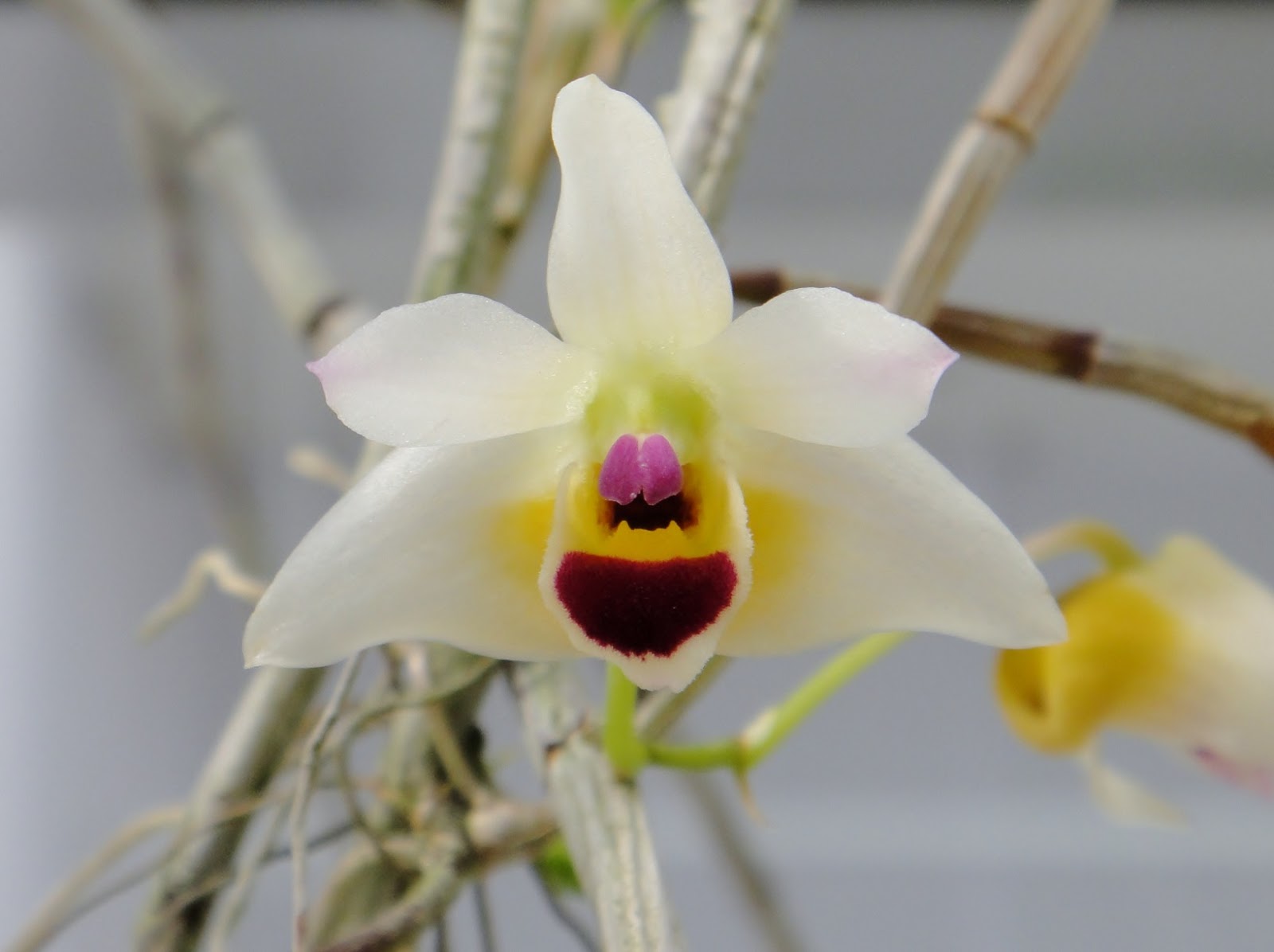 Hoàng thảo Quảng Tây - Dendrobium guangxiense