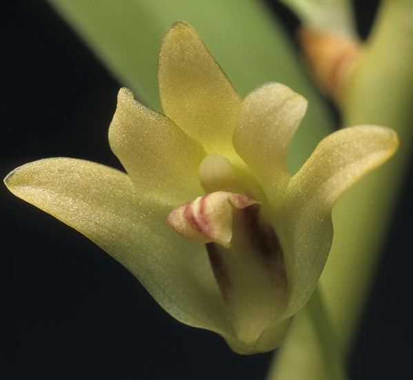 Hoàng thảo trúc Dendrobium salaccense
