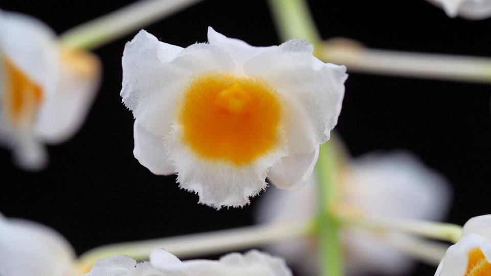 Thủy tiên vàng Dendrobium palpebrae