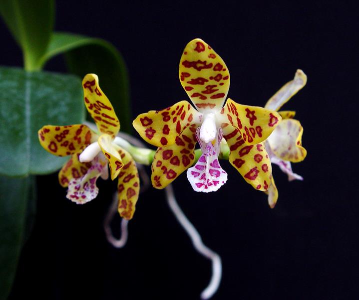 Lan Cẩm Báo - Vandopsis parishii