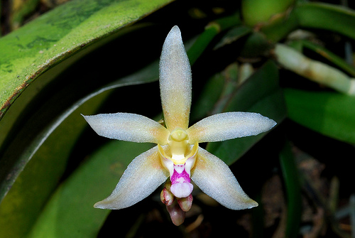 Lan môi sừng Lào - Brachypeza laotica